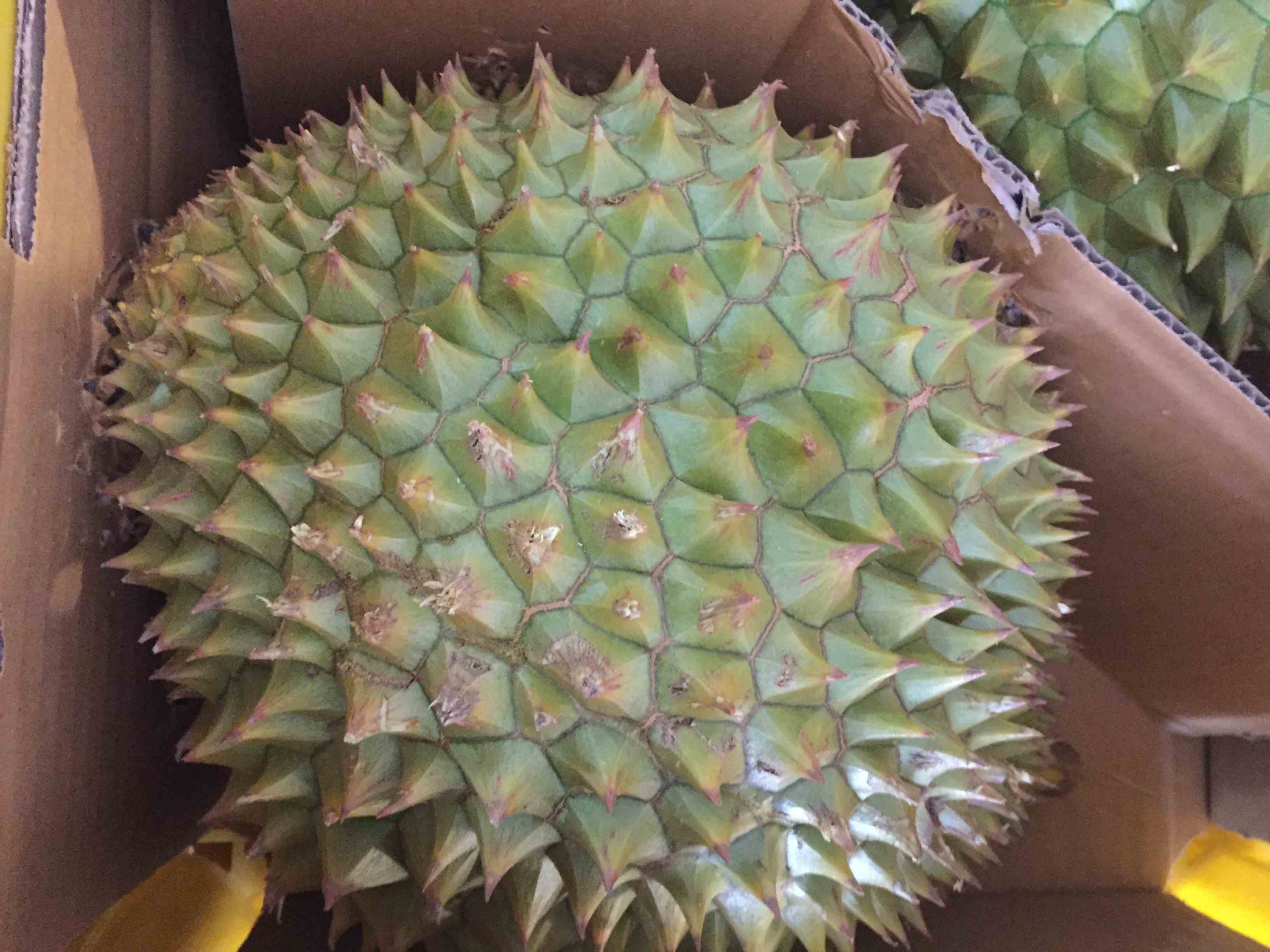 越南榴莲