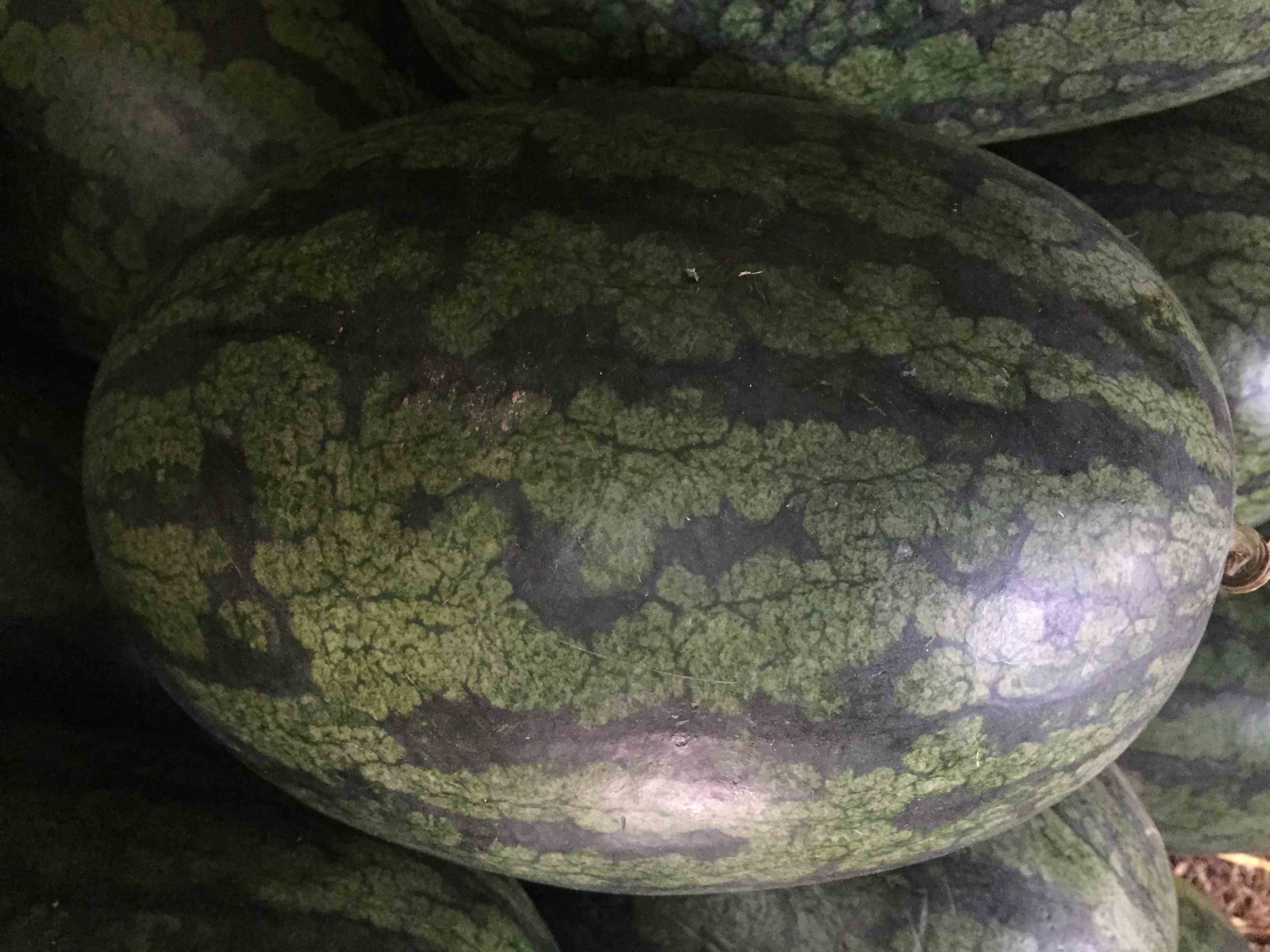 本地西瓜