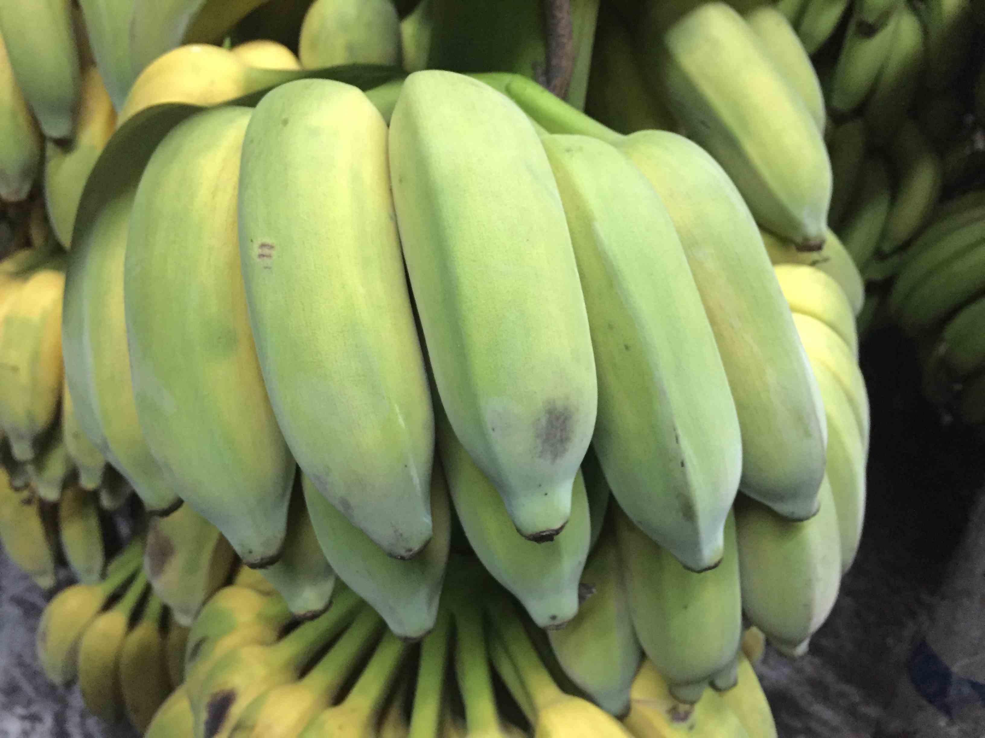 粉蕉(米蕉)