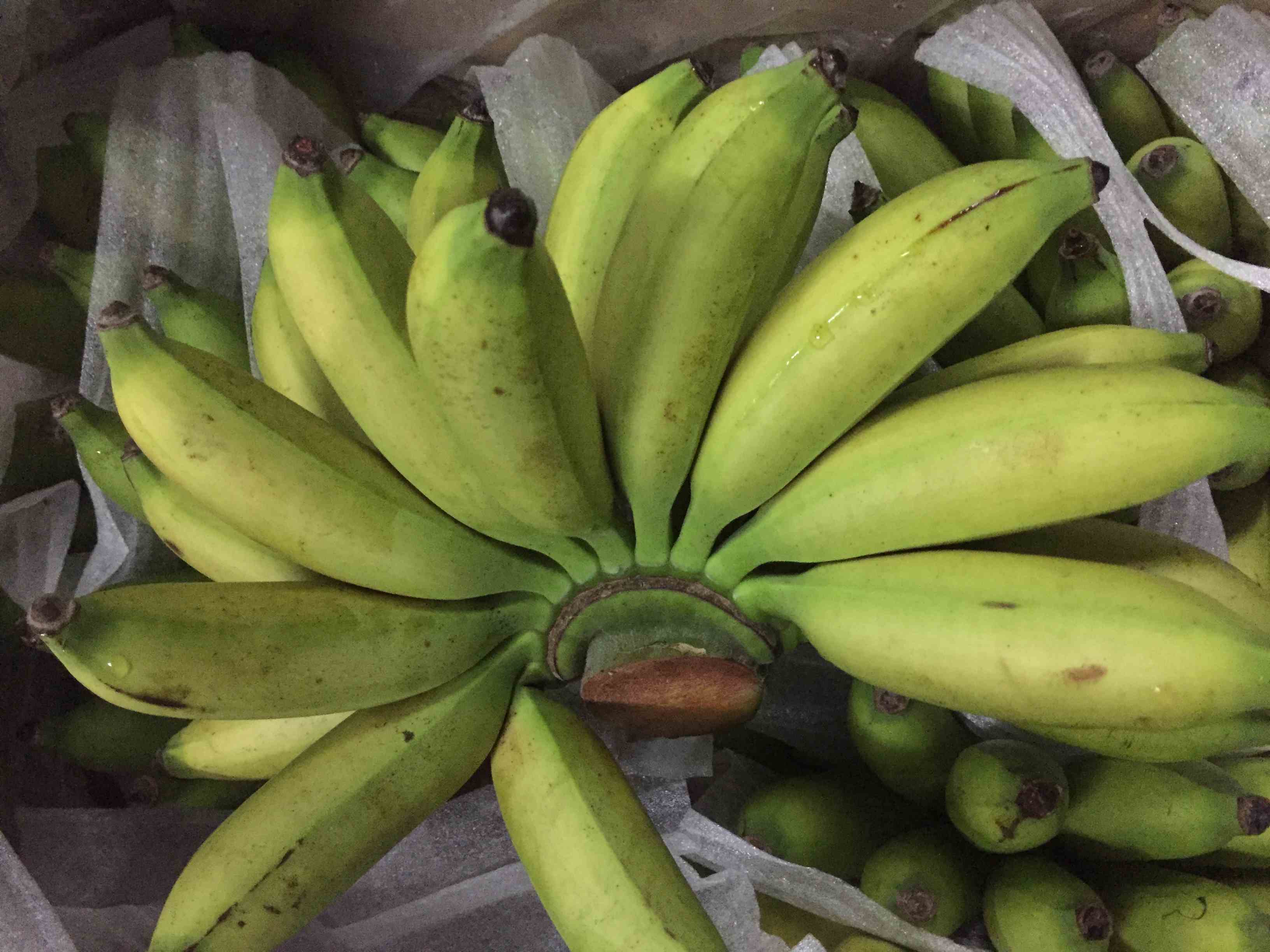 皇帝蕉