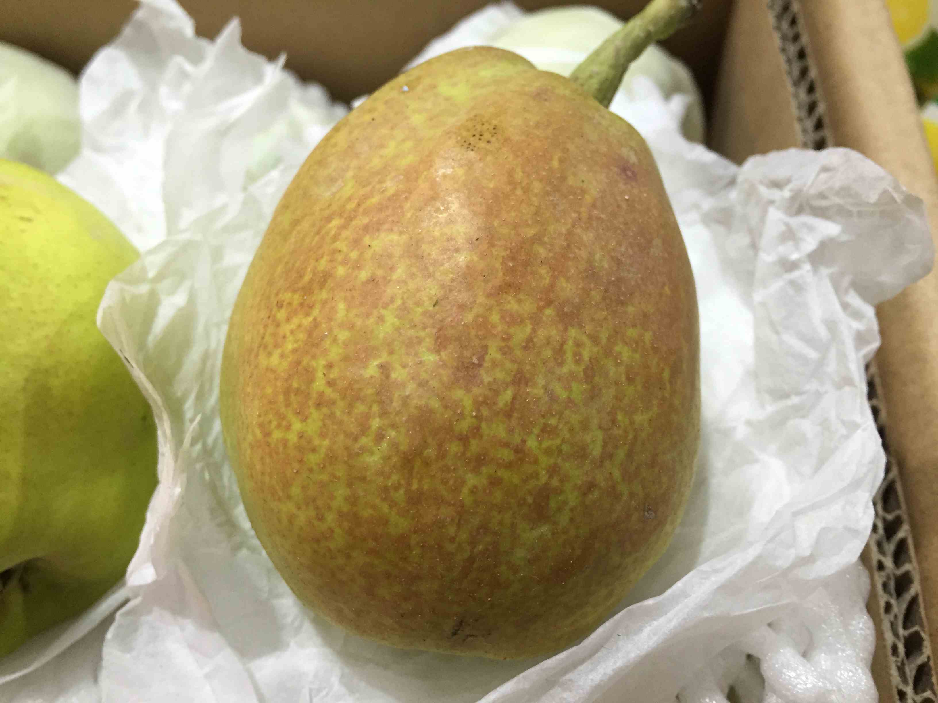 库尔勤香梨
