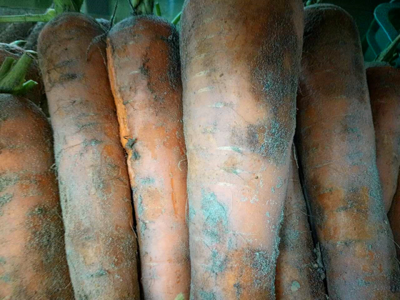 泥红萝卜