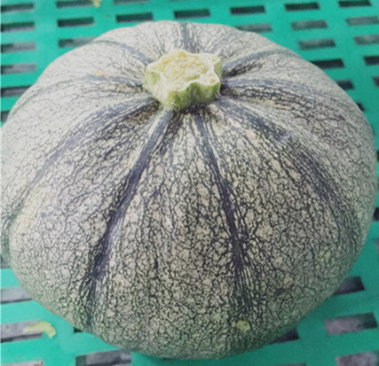 菜南瓜