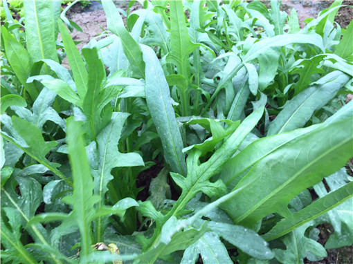 苦麦菜