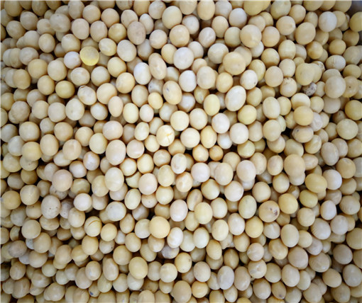 黄豆